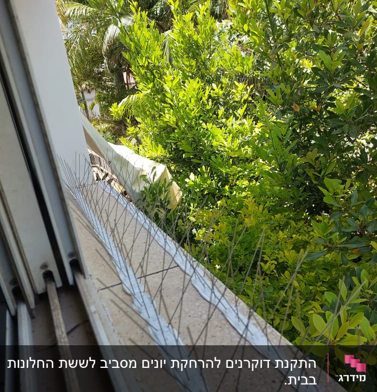 דוקרנים למניעת יונים על אדן חלון ליד עצים ירוקים